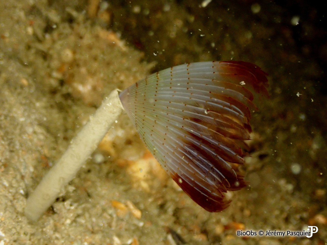 Sabelle - Sabella pavonina - Jérémy Pasquier - BioObs
