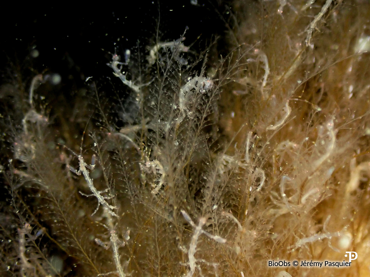 Phtisice marine - Phtisica marina - Jérémy Pasquier - BioObs