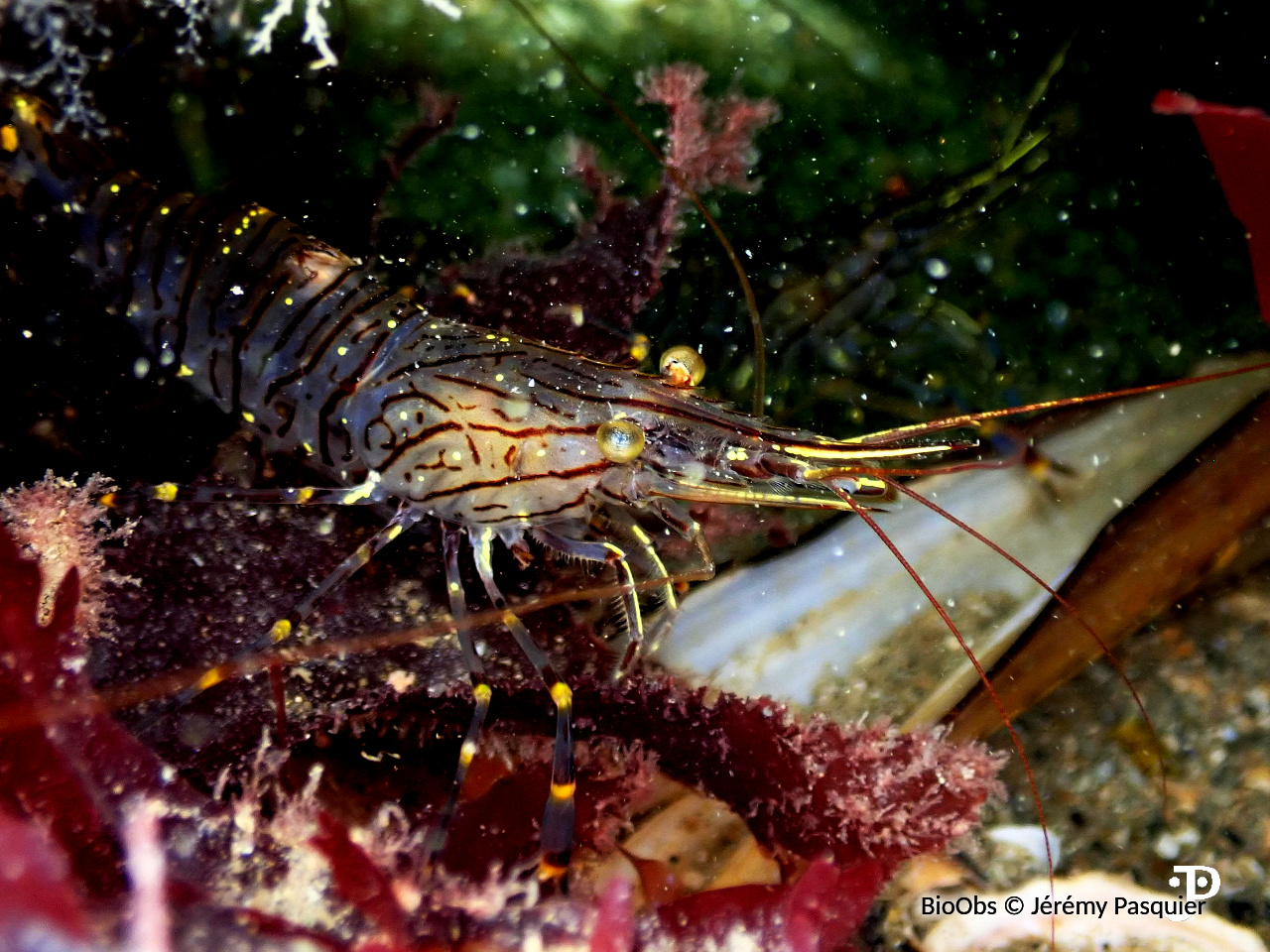 Grande crevette rose - Palaemon serratus - Jérémy Pasquier - BioObs