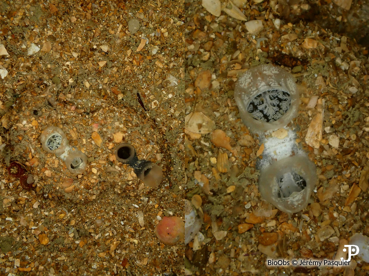 Grande molgule ensablée - Molgula oculata - Jérémy Pasquier - BioObs