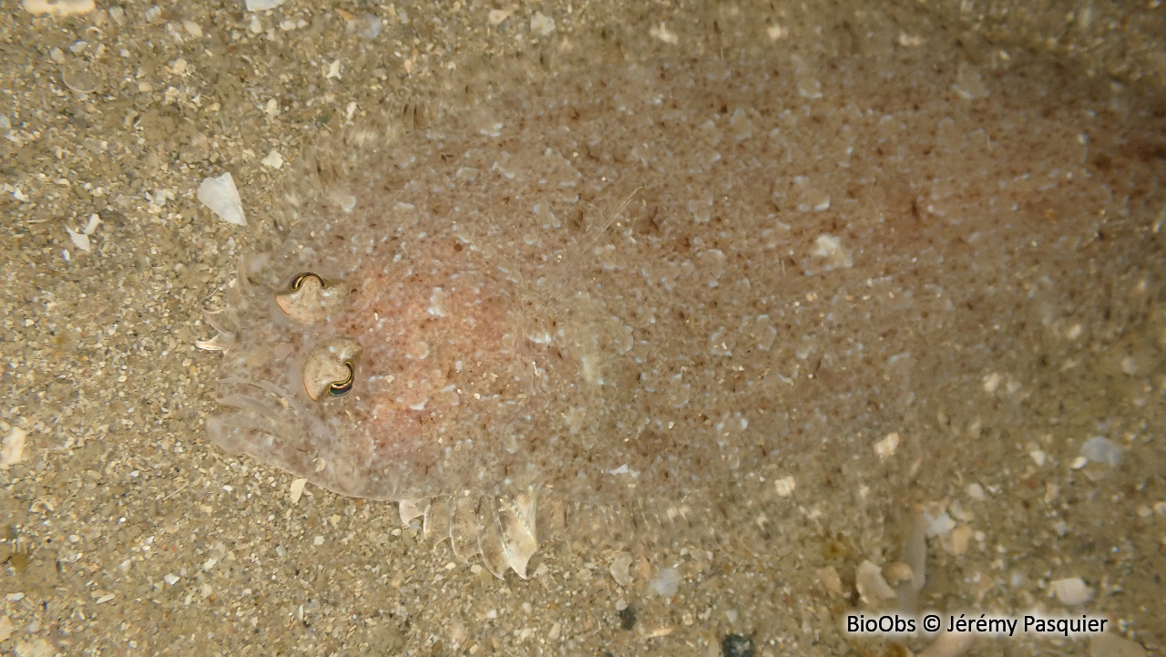 Barbue - Scophthalmus rhombus - Jérémy Pasquier - BioObs