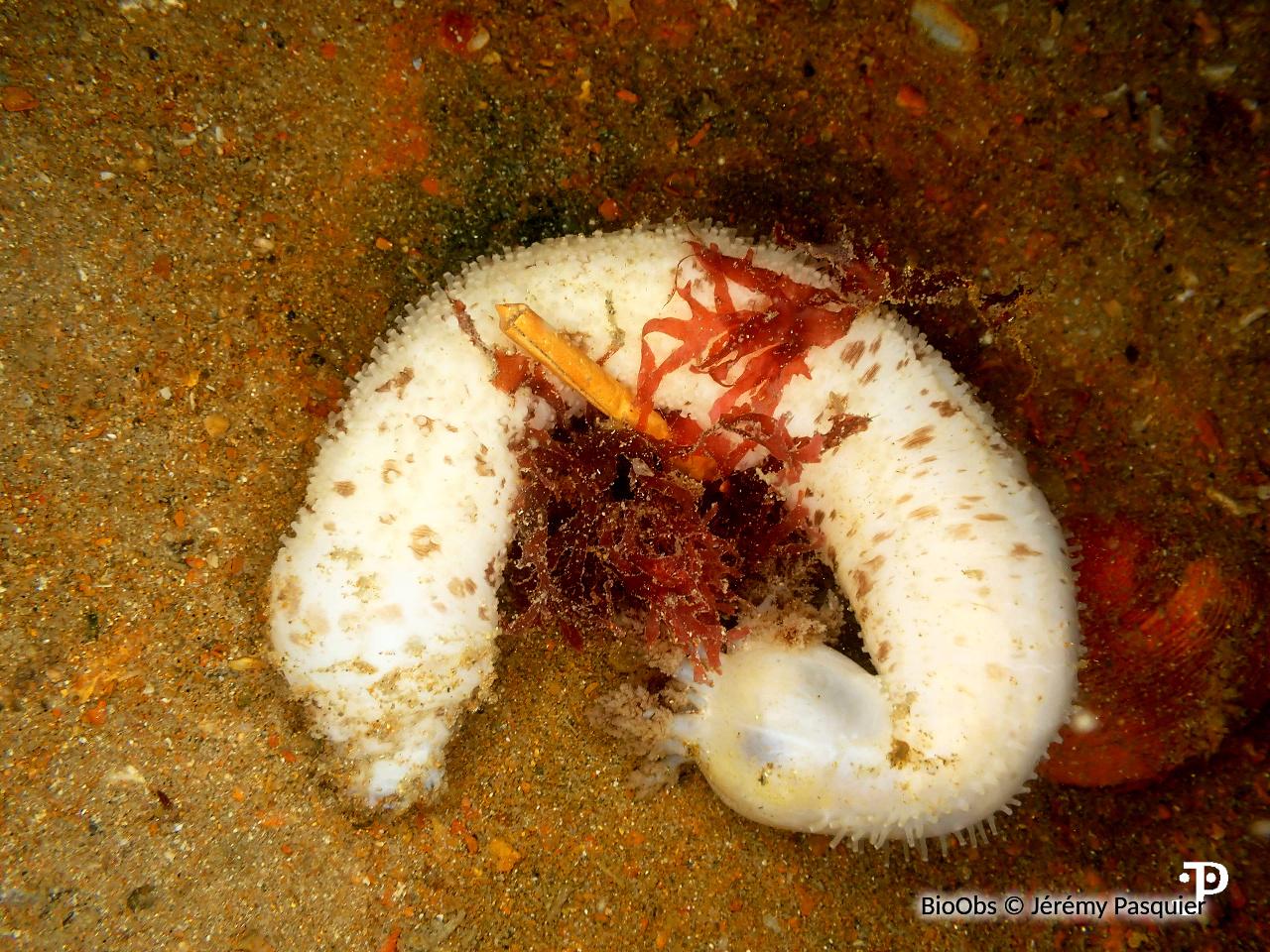 Holothurie de sable - Neopentadactyla mixta - Jérémy Pasquier - BioObs