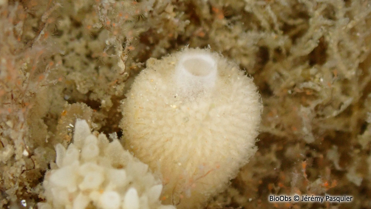 Petit sycon - Sycon raphanus - Jérémy Pasquier - BioObs