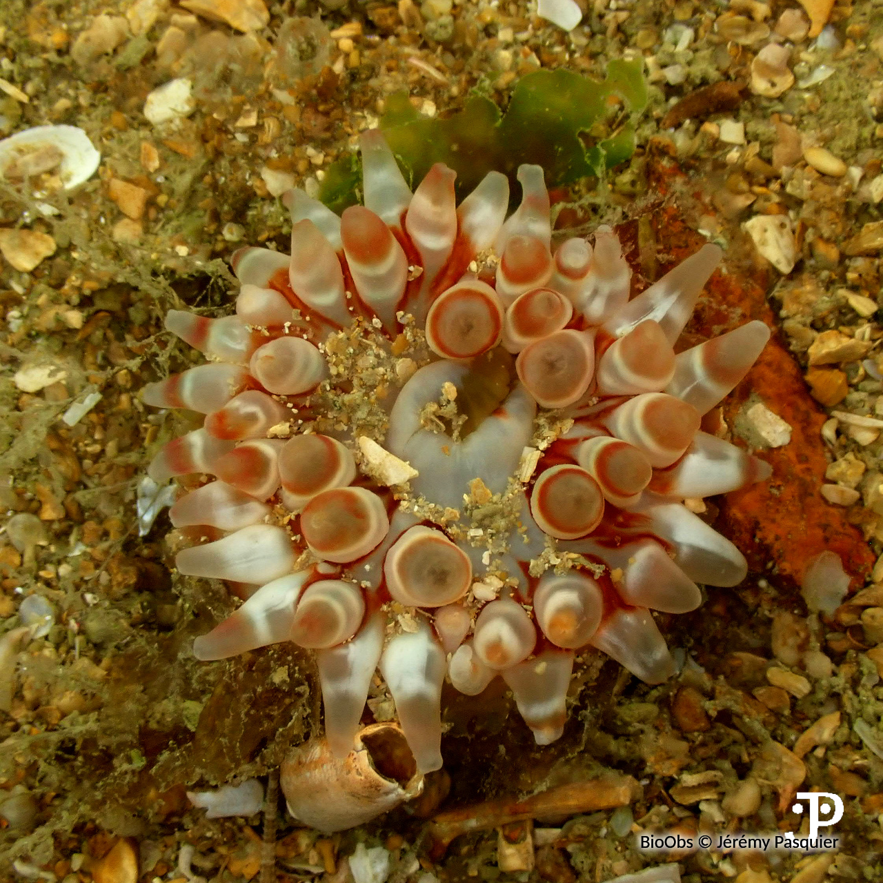 Dahlia de mer - Urticina felina - Jérémy Pasquier - BioObs