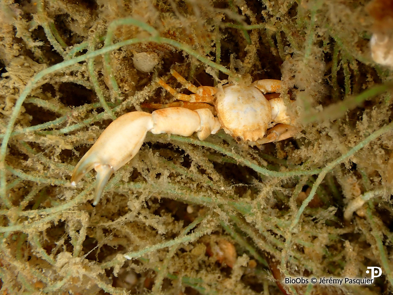 Crabe porcelaine à longues pinces - Pisidia longicornis - Jérémy Pasquier - BioObs