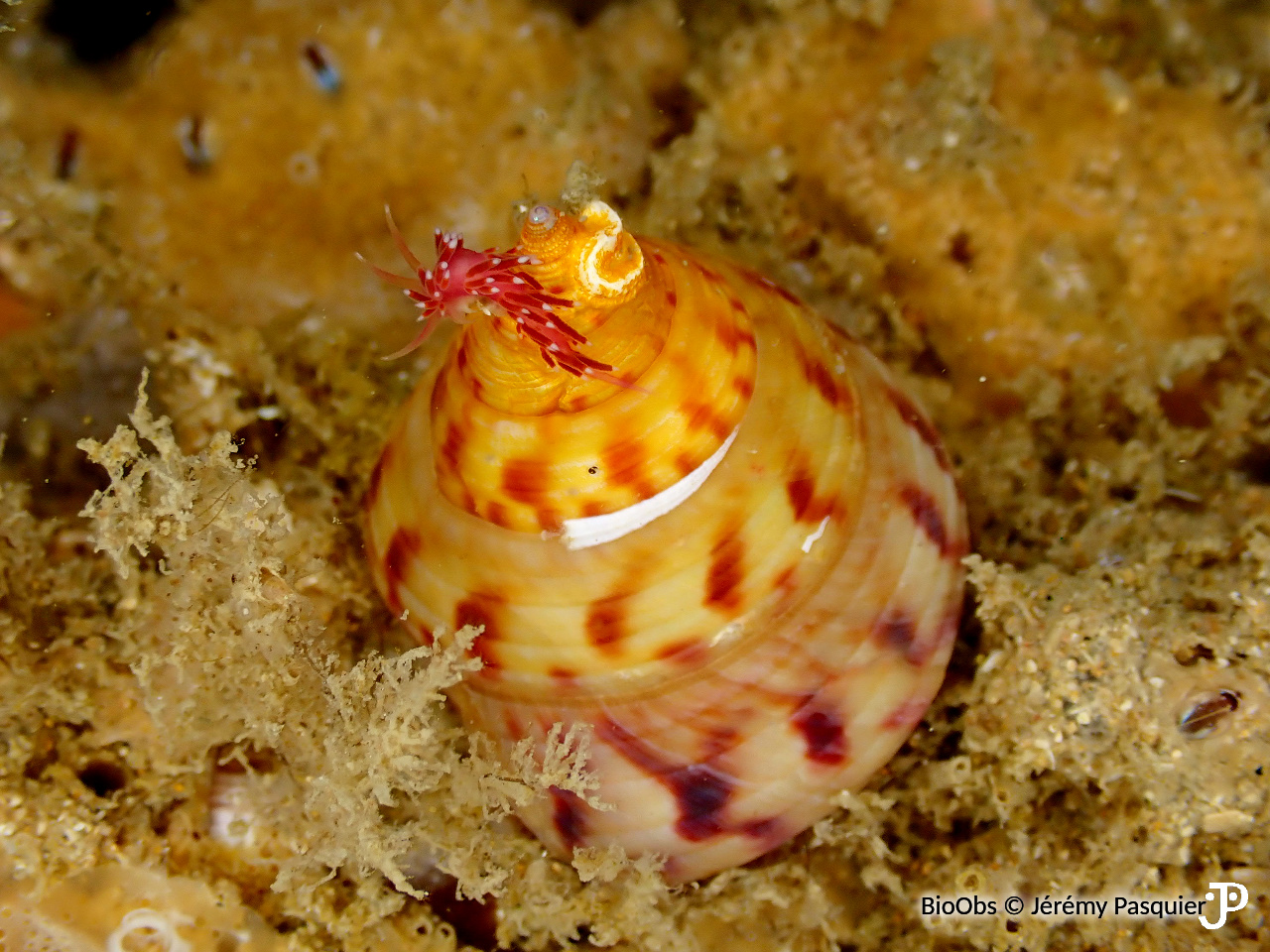 Troque jujube - Calliostoma zizyphinum - Jérémy Pasquier - BioObs