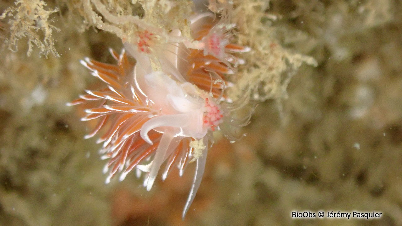 Coryphelle de brown - Coryphella browni - Jérémy Pasquier - BioObs