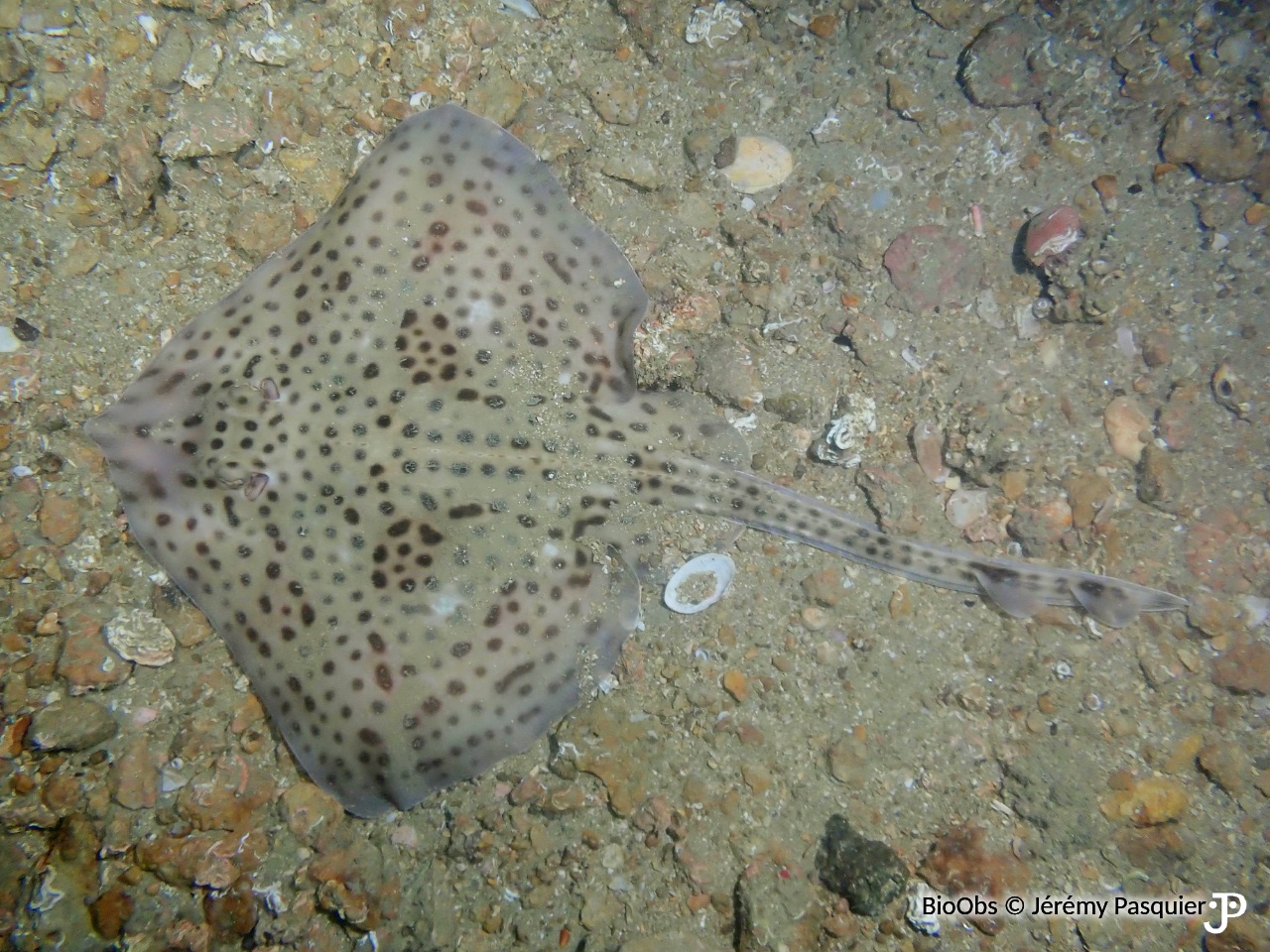 Raie douce - Raja montagui - Jérémy Pasquier - BioObs