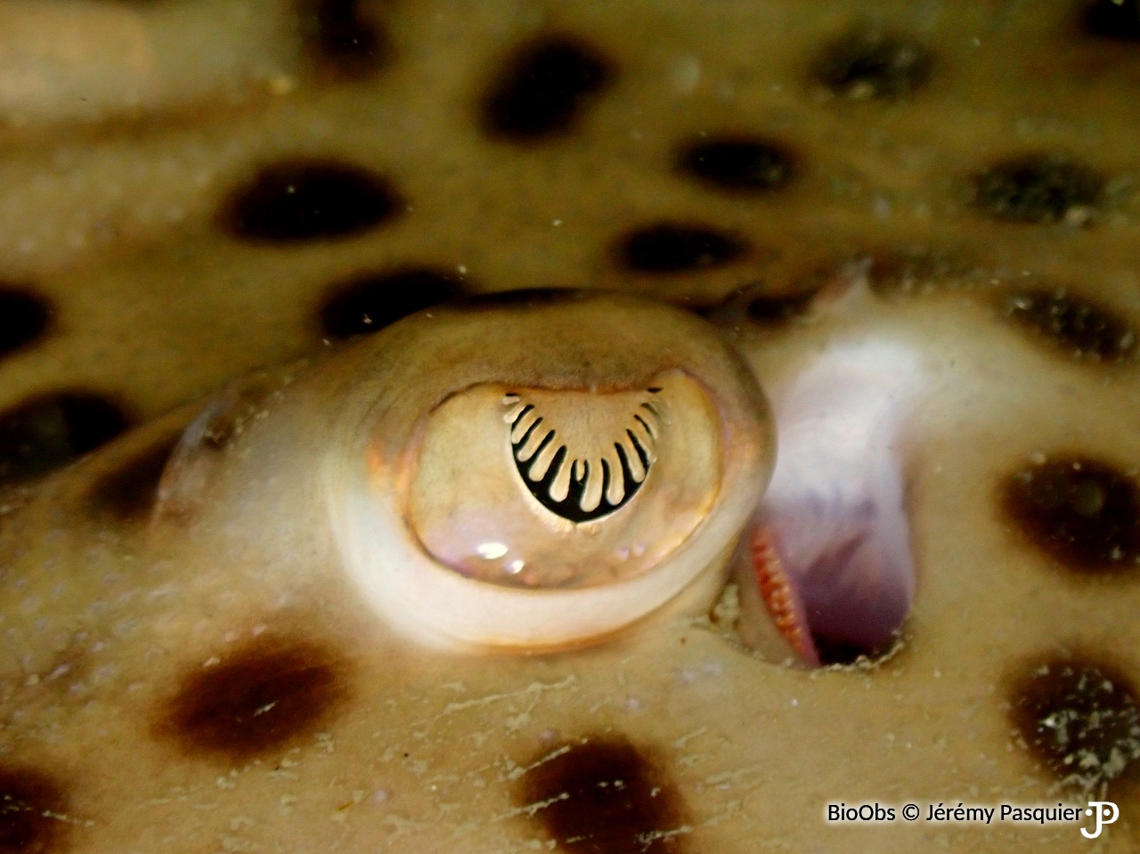 Raie douce - Raja montagui - Jérémy Pasquier - BioObs