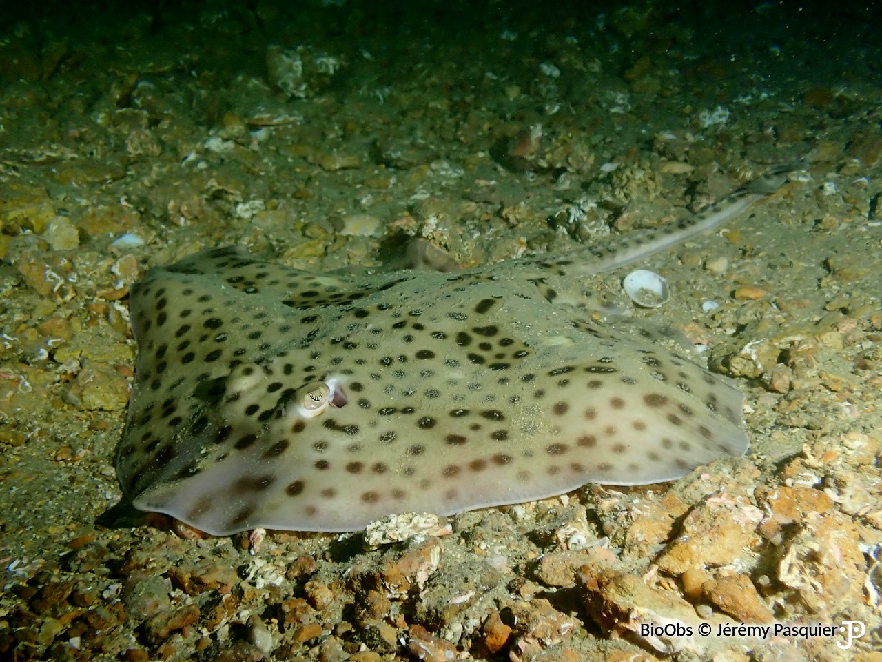 Raie douce - Raja montagui - Jérémy Pasquier - BioObs