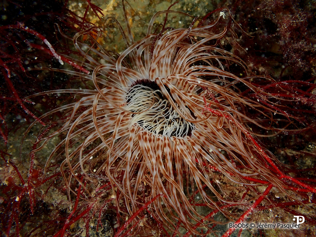 Grand cérianthe - Cerianthus membranaceus - Jérémy Pasquier - BioObs