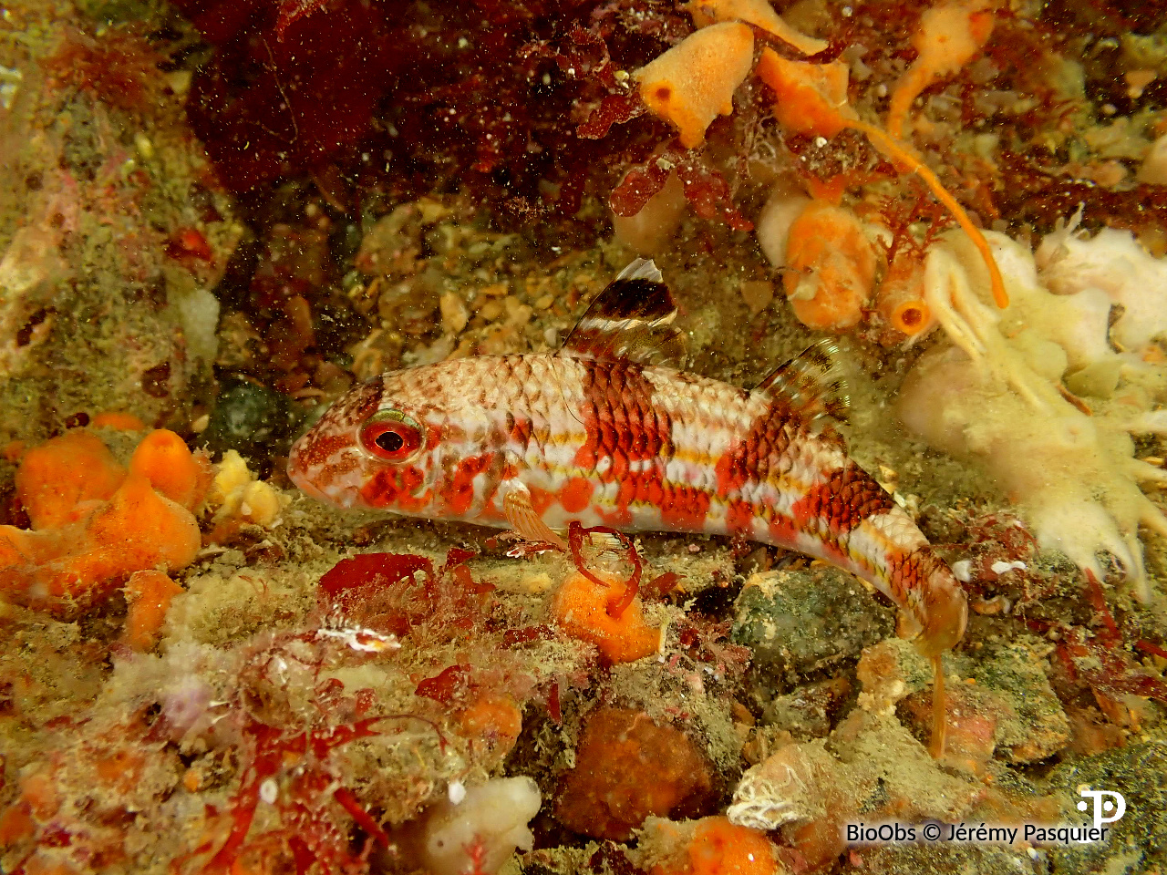 Rouget de roche - Mullus surmuletus - Jérémy Pasquier - BioObs
