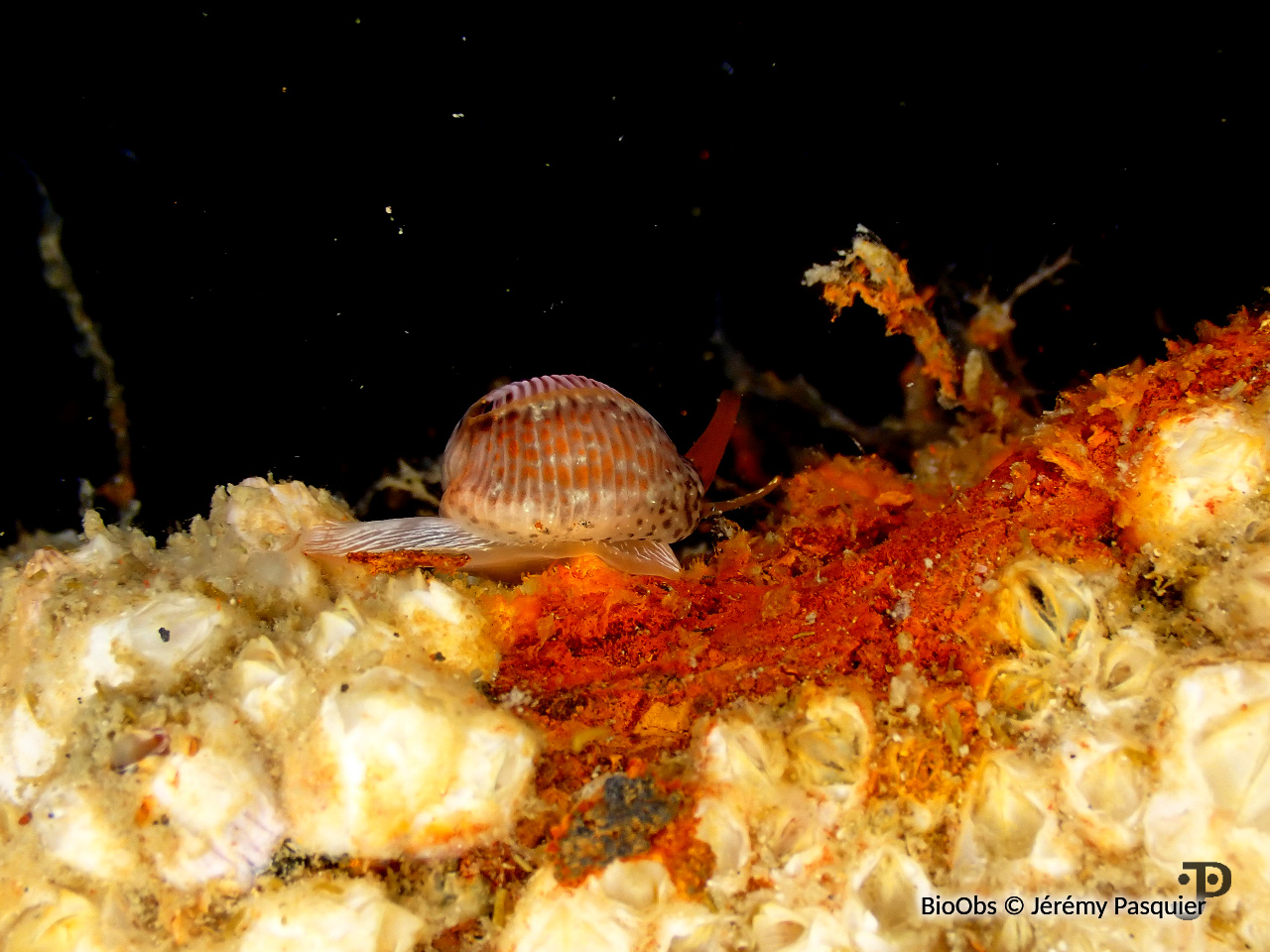 Grain de café - Trivia arctica - Jérémy Pasquier - BioObs