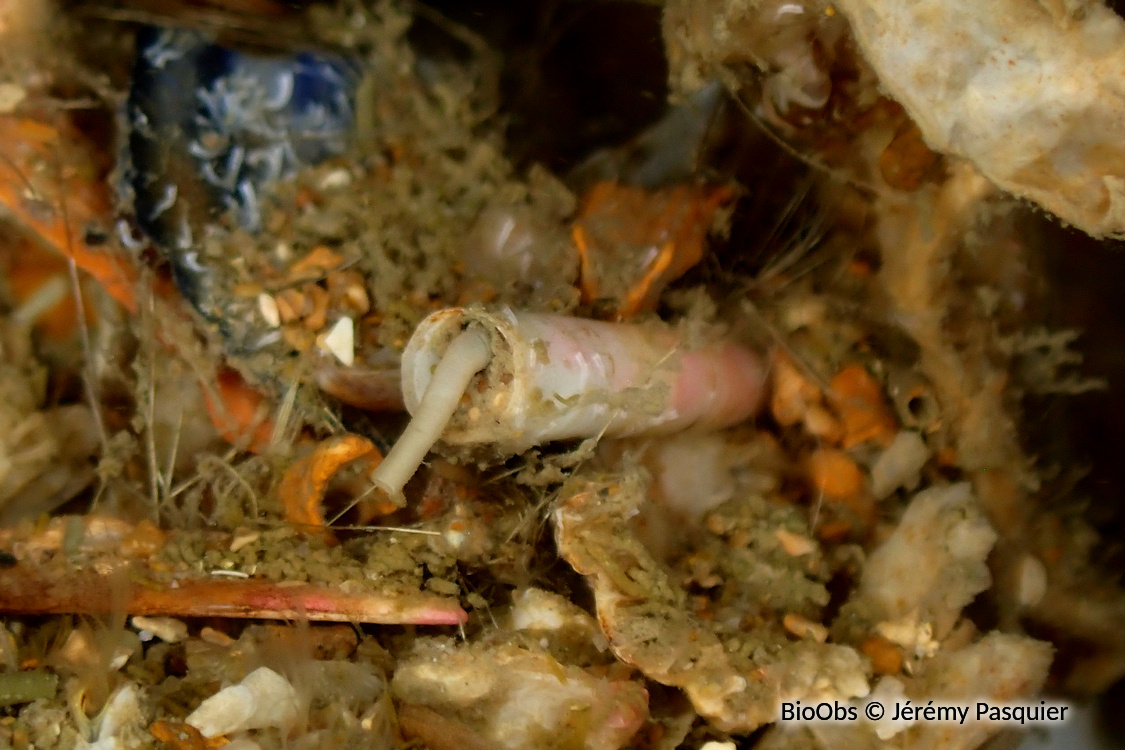 Dentale - Antalis vulgaris - Jérémy Pasquier - BioObs