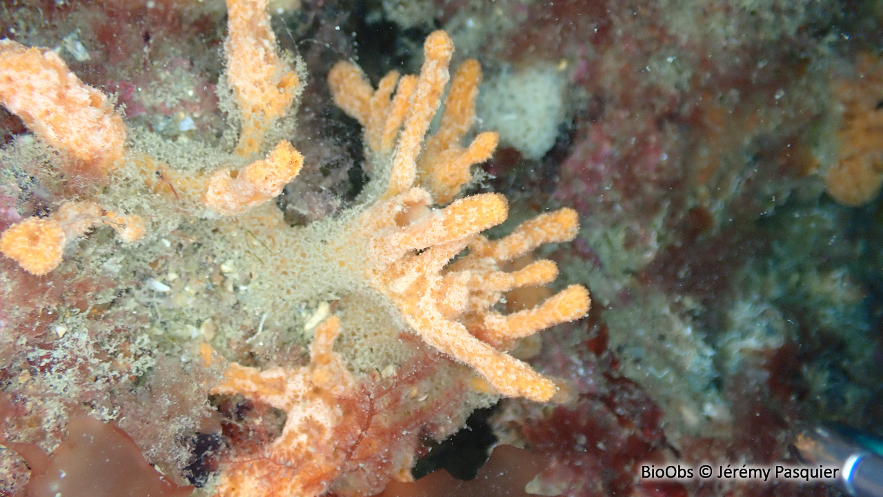 Eponge digitée rose saumon - Ulosa digitata - Jérémy Pasquier - BioObs