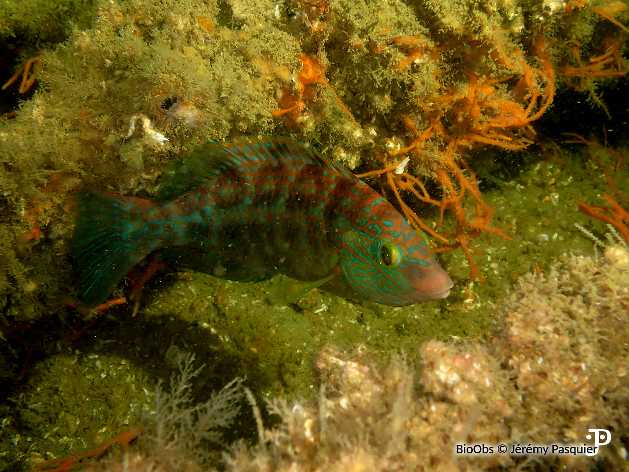 Crénilabre mélops, commun - Symphodus melops - Jérémy Pasquier - BioObs