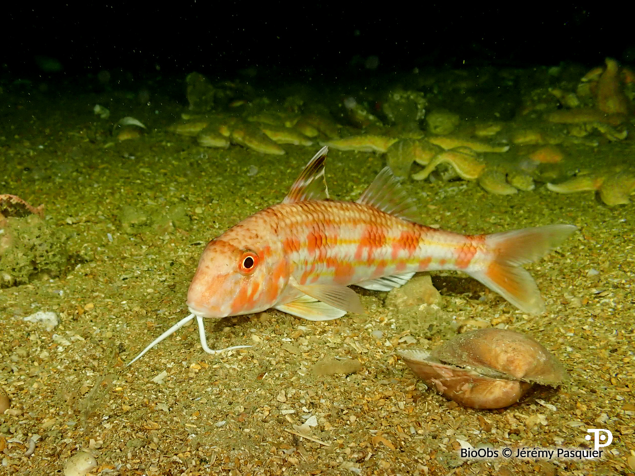 Rouget de roche - Mullus surmuletus - Jérémy Pasquier - BioObs
