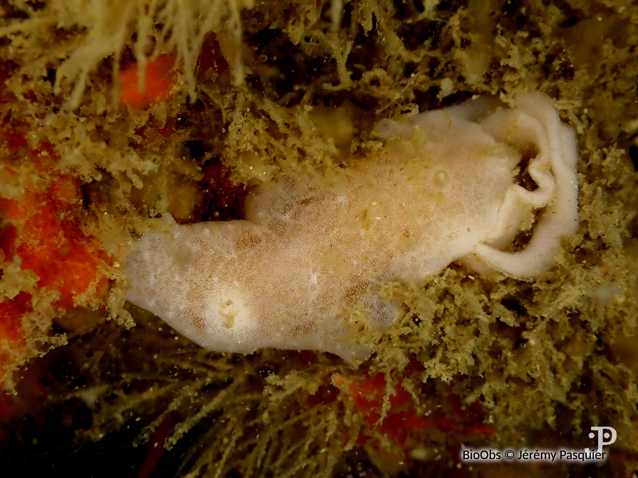Jorunna blanche - Jorunna tomentosa - Jérémy Pasquier - BioObs