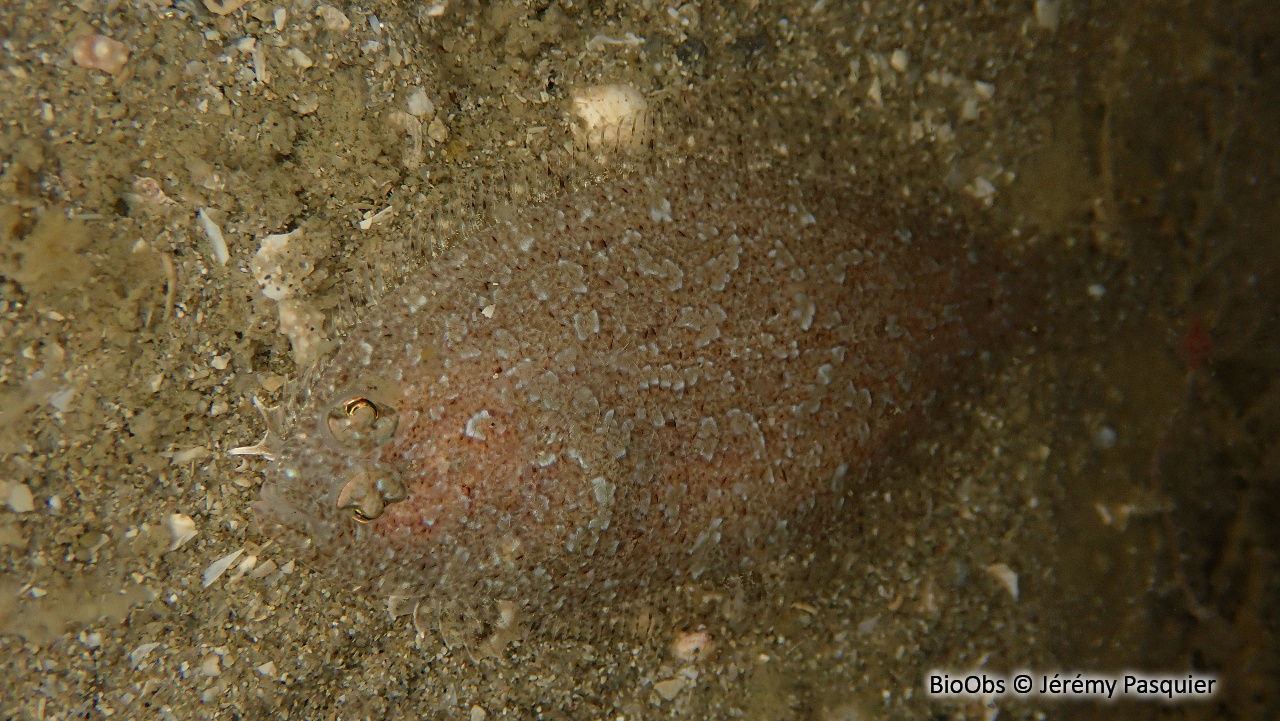 Barbue - Scophthalmus rhombus - Jérémy Pasquier - BioObs