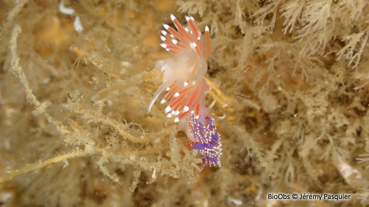 Coryphelle de brown - Coryphella browni - Jérémy Pasquier - BioObs