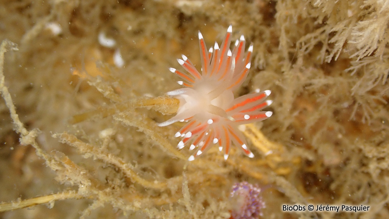 Coryphelle de brown - Coryphella browni - Jérémy Pasquier - BioObs