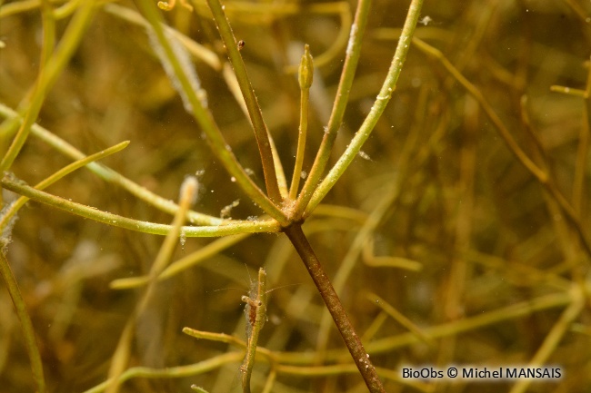 Characées - Characeae sp. - Michel MANSAIS - BioObs