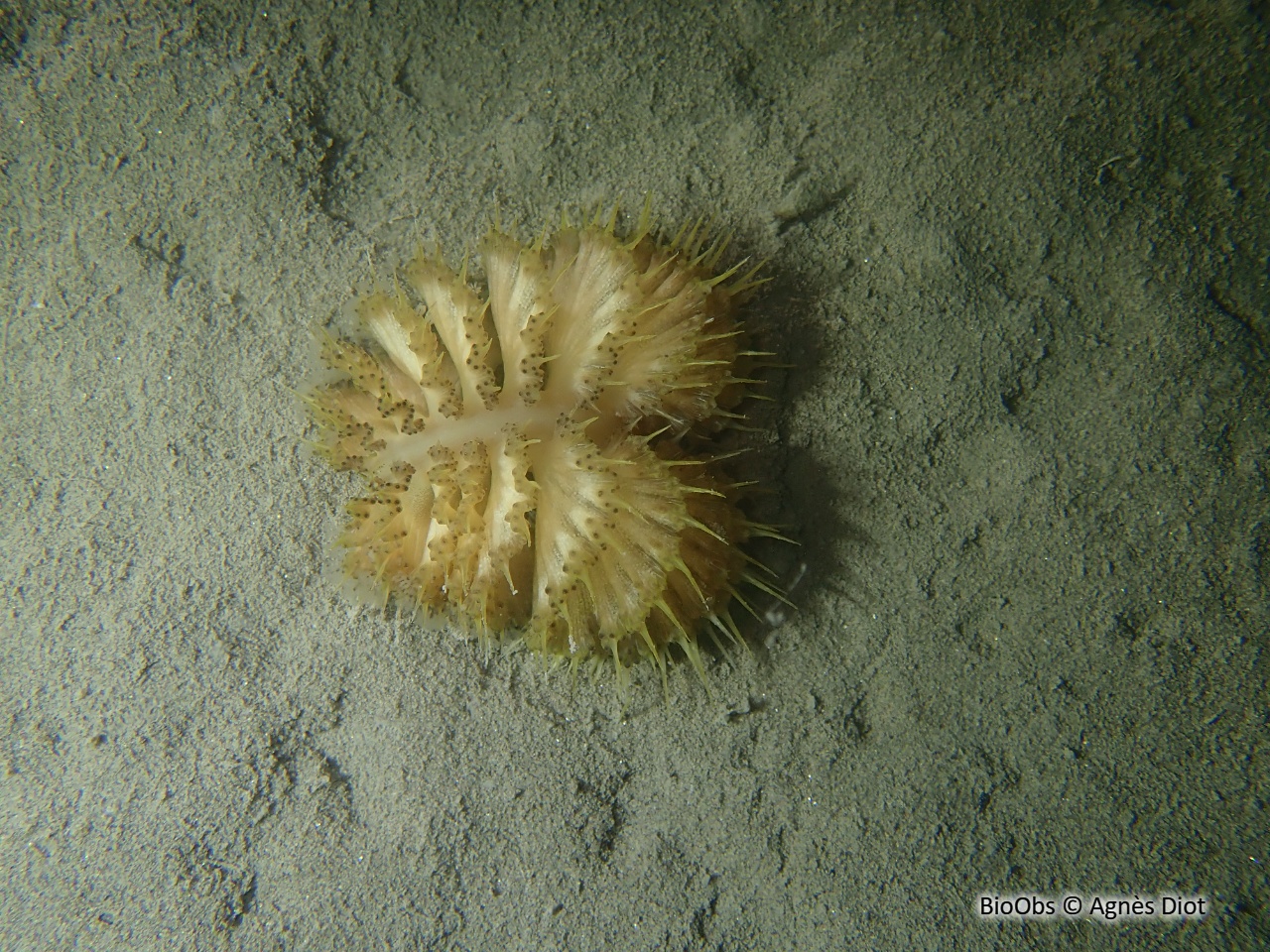 Pennatule grise - Pteroeides griseum - Agnès Diot - BioObs