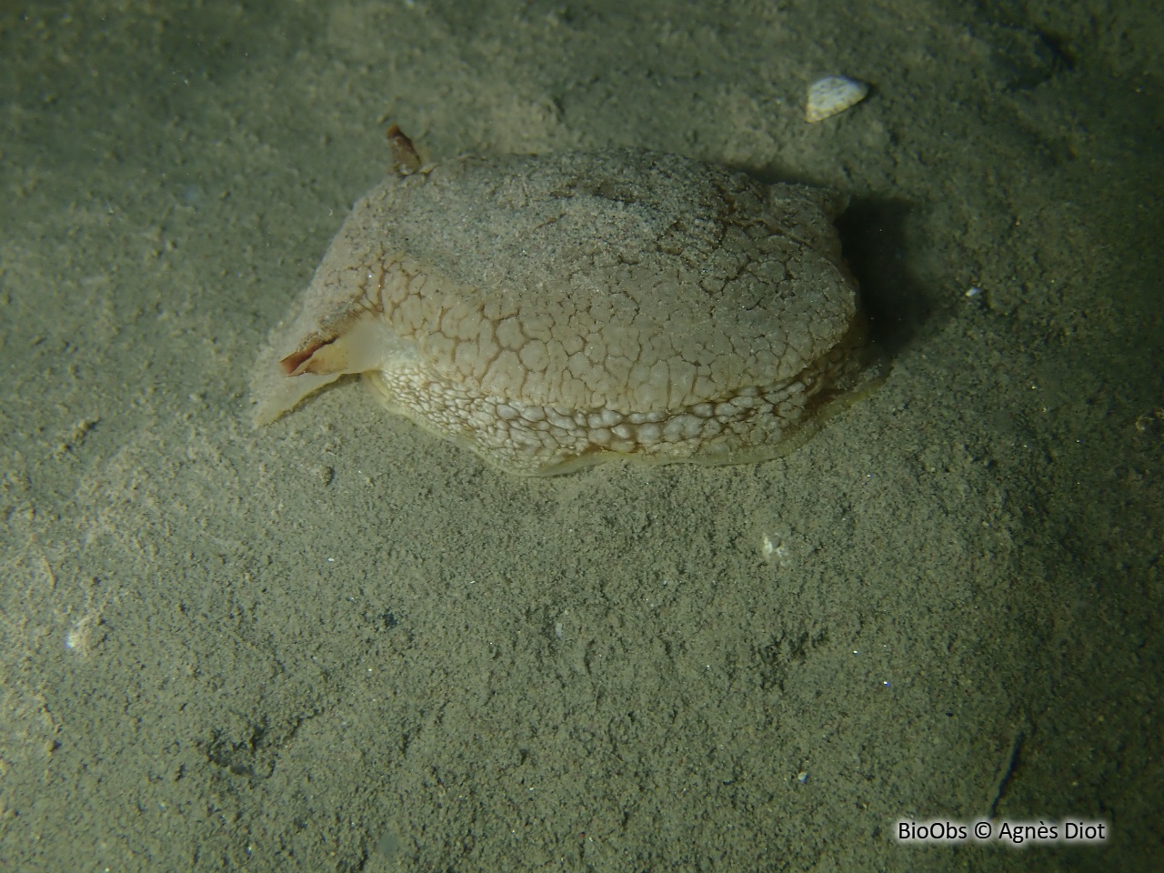 Pleurobranche de Meckel - Pleurobranchaea meckeli - Agnès Diot - BioObs