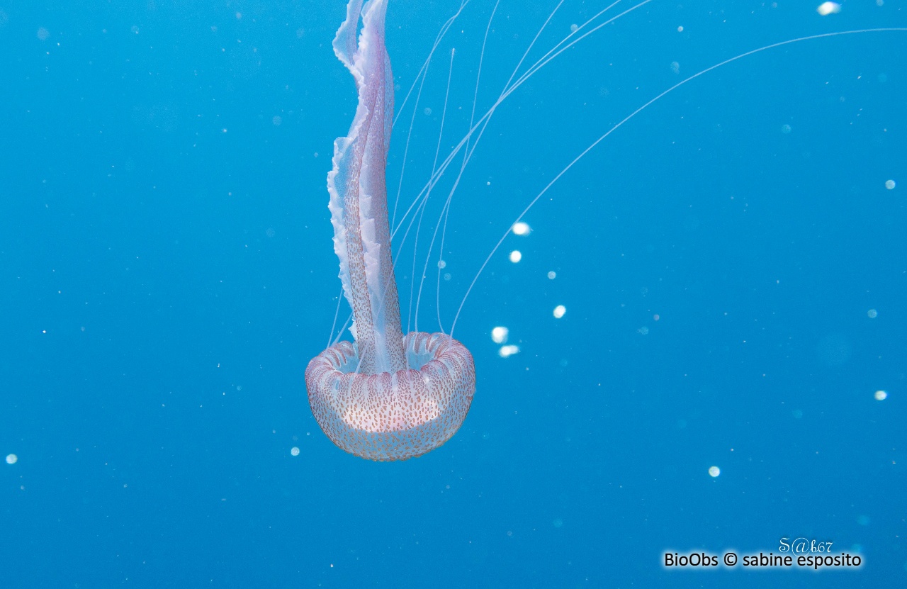 Pélagie - Pelagia noctiluca - sabine esposito - BioObs