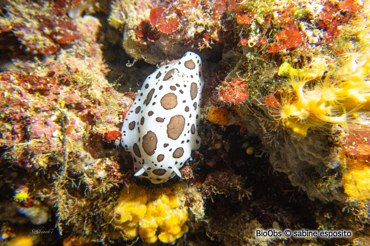 Doris dalmatien - Peltodoris atromaculata - sabine esposito - BioObs