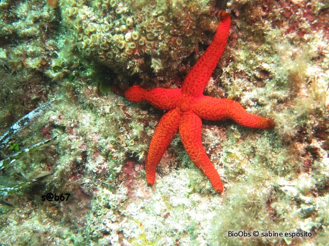 Etoile de mer rouge - Echinaster (Echinaster) sepositus - sabine esposito - BioObs