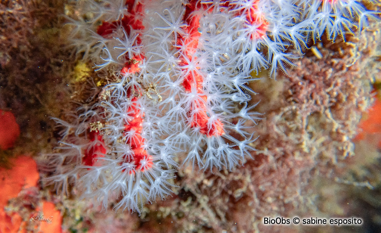 Corail rouge - Corallium rubrum - sabine esposito - BioObs