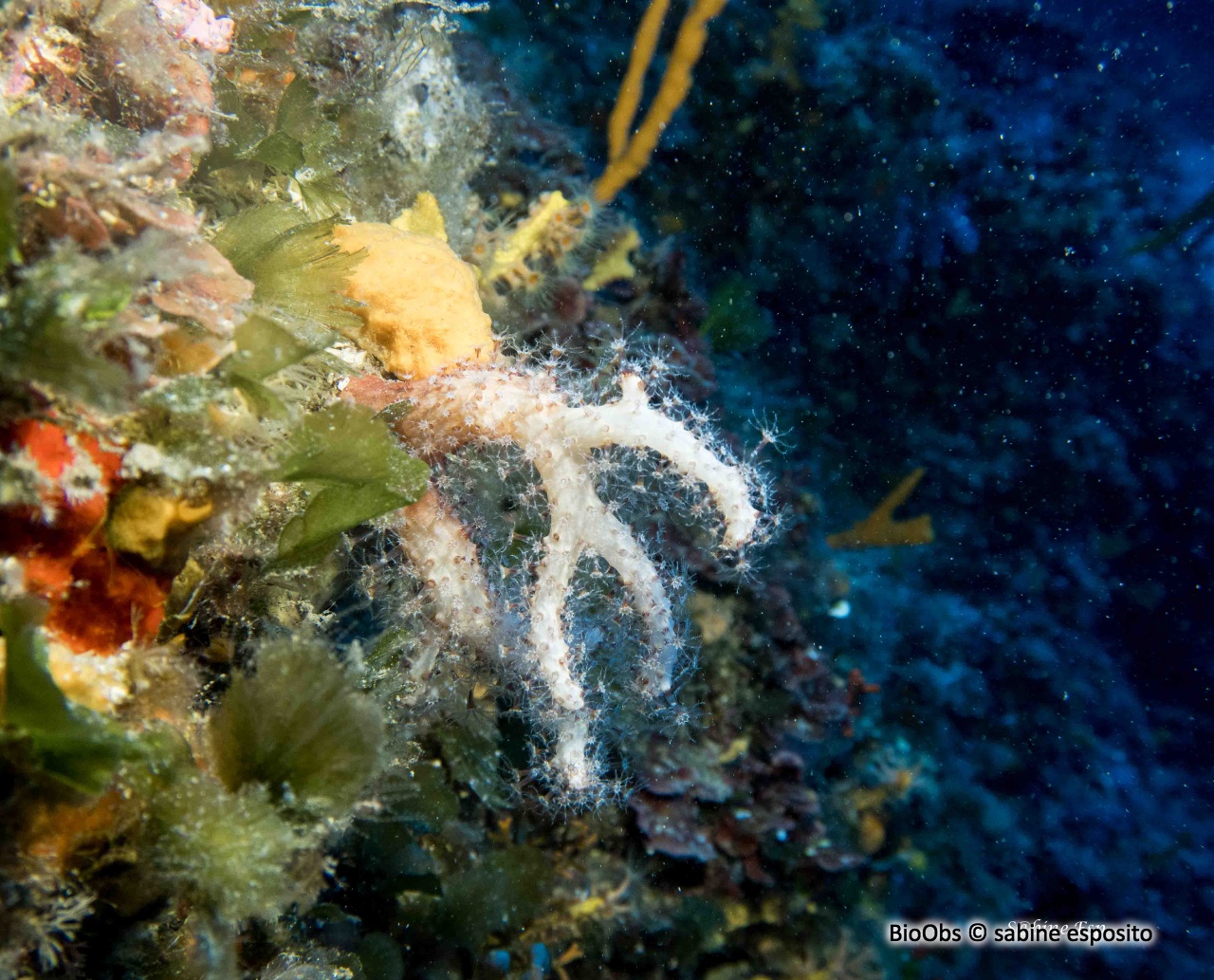 Main de mer - Alcyonium palmatum - sabine esposito - BioObs