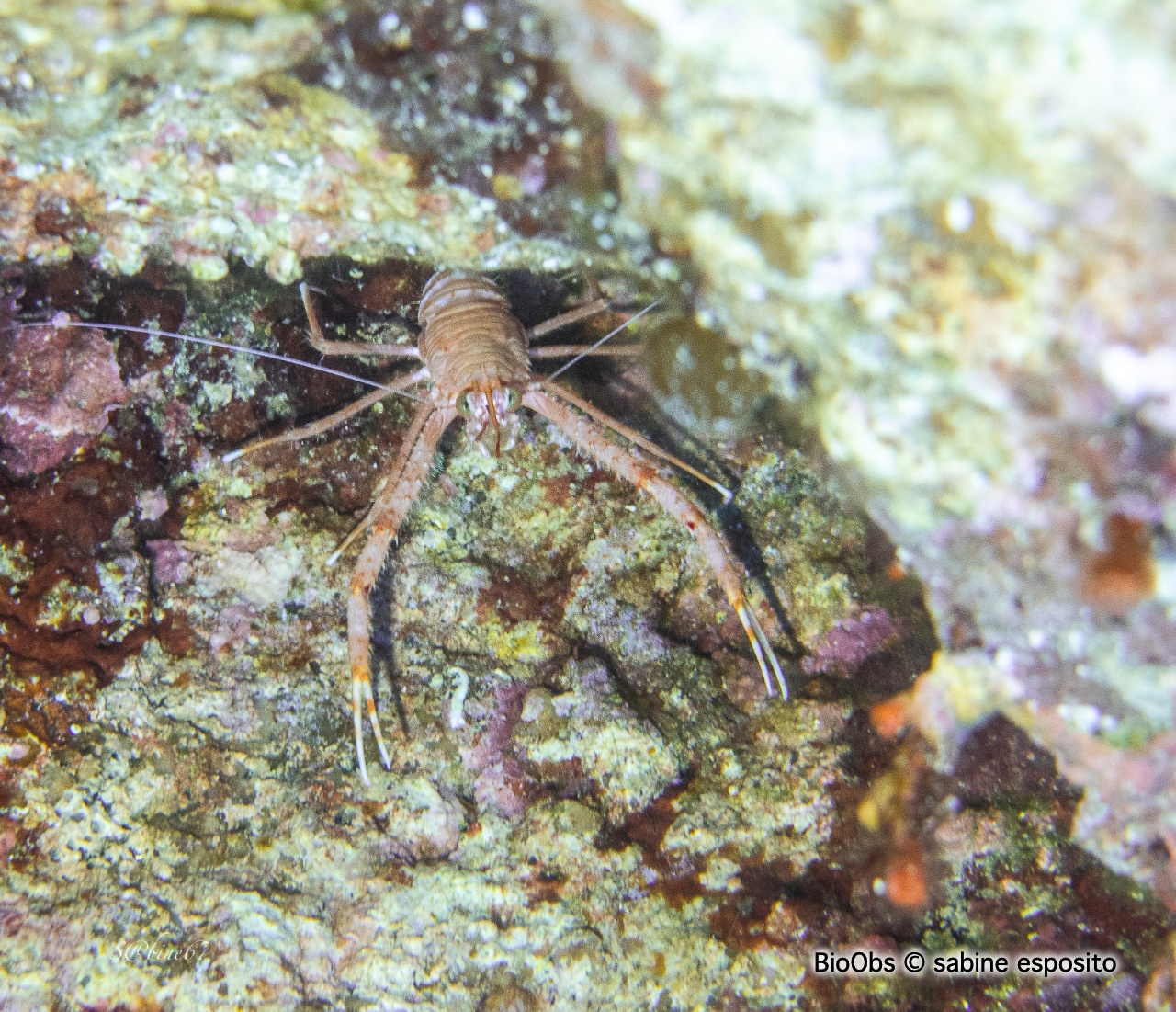 Galathée intermédiaire - Galathea intermedia - sabine esposito - BioObs