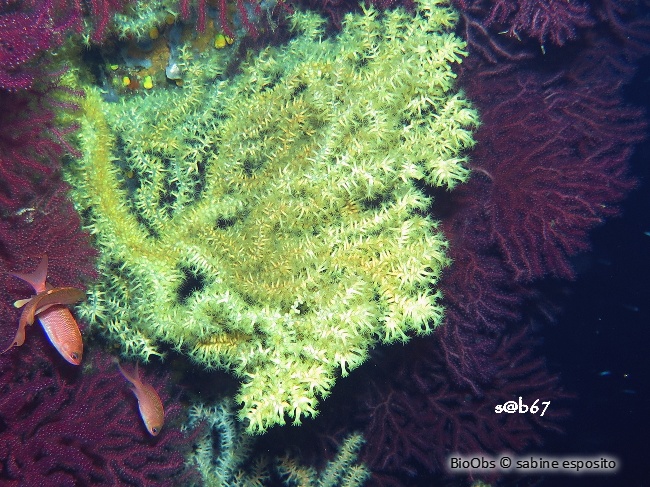 Anémone buissonnante - Savalia savaglia - sabine esposito - BioObs