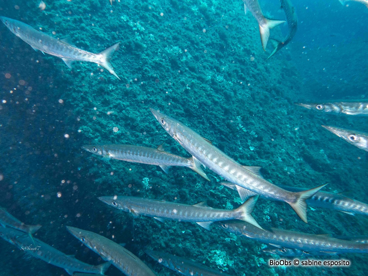 Barracuda, bécune à bouche jaune - Sphyraena viridensis - sabine esposito - BioObs