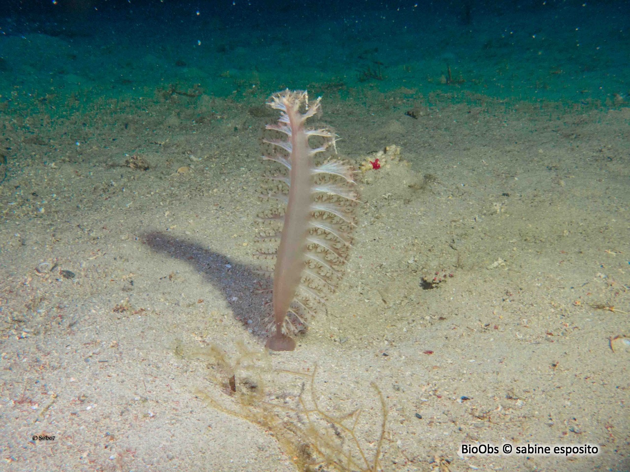 Pennatule grise - Pteroeides griseum - sabine esposito - BioObs