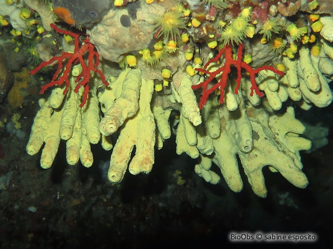 Eponge cavernicole jaune - Aplysina cavernicola - sabine esposito - BioObs