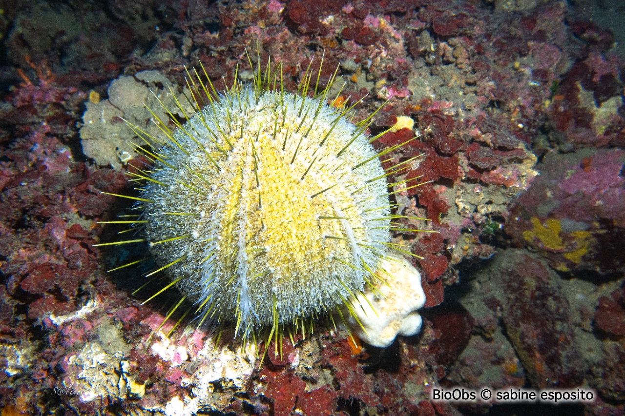 Oursin melon - Echinus melo - sabine esposito - BioObs