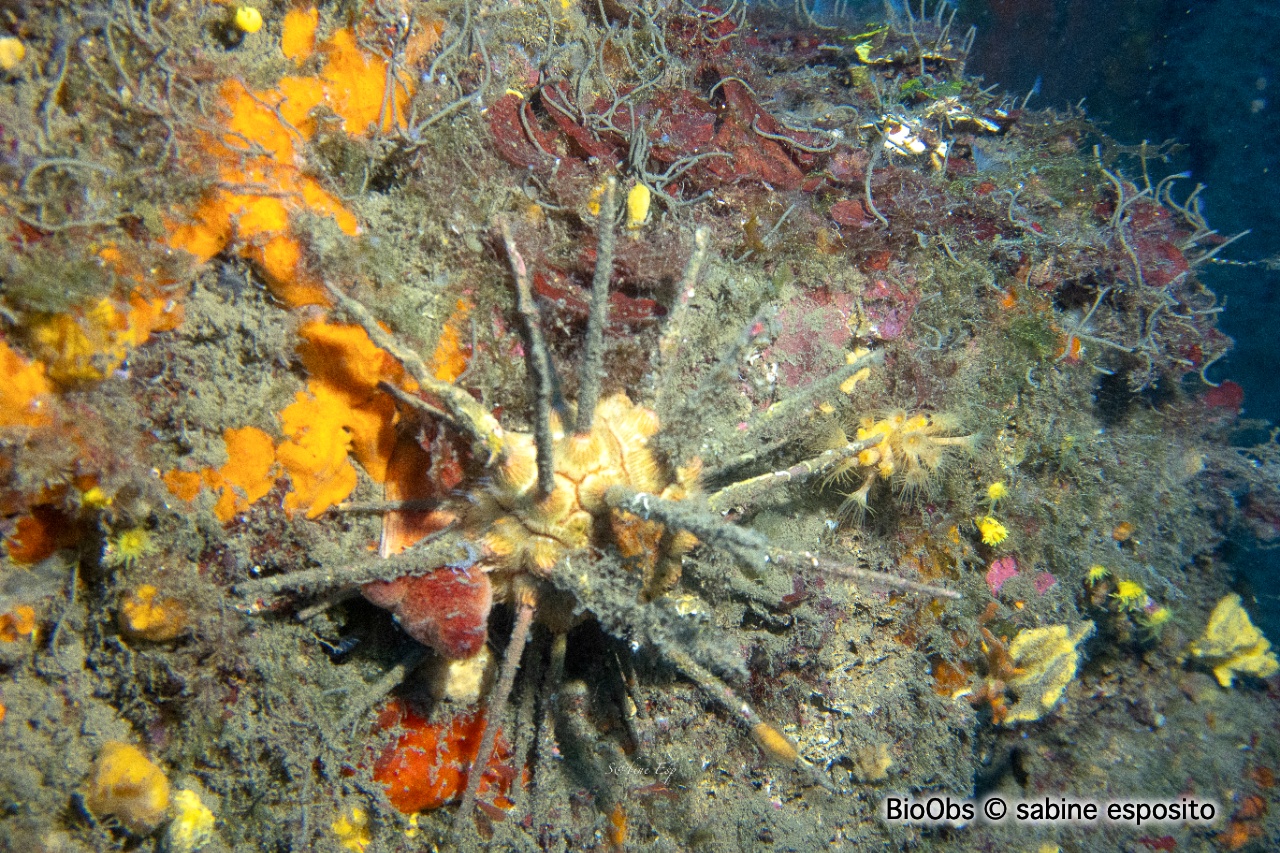 Oursin lance gris - Cidaris cidaris - sabine esposito - BioObs