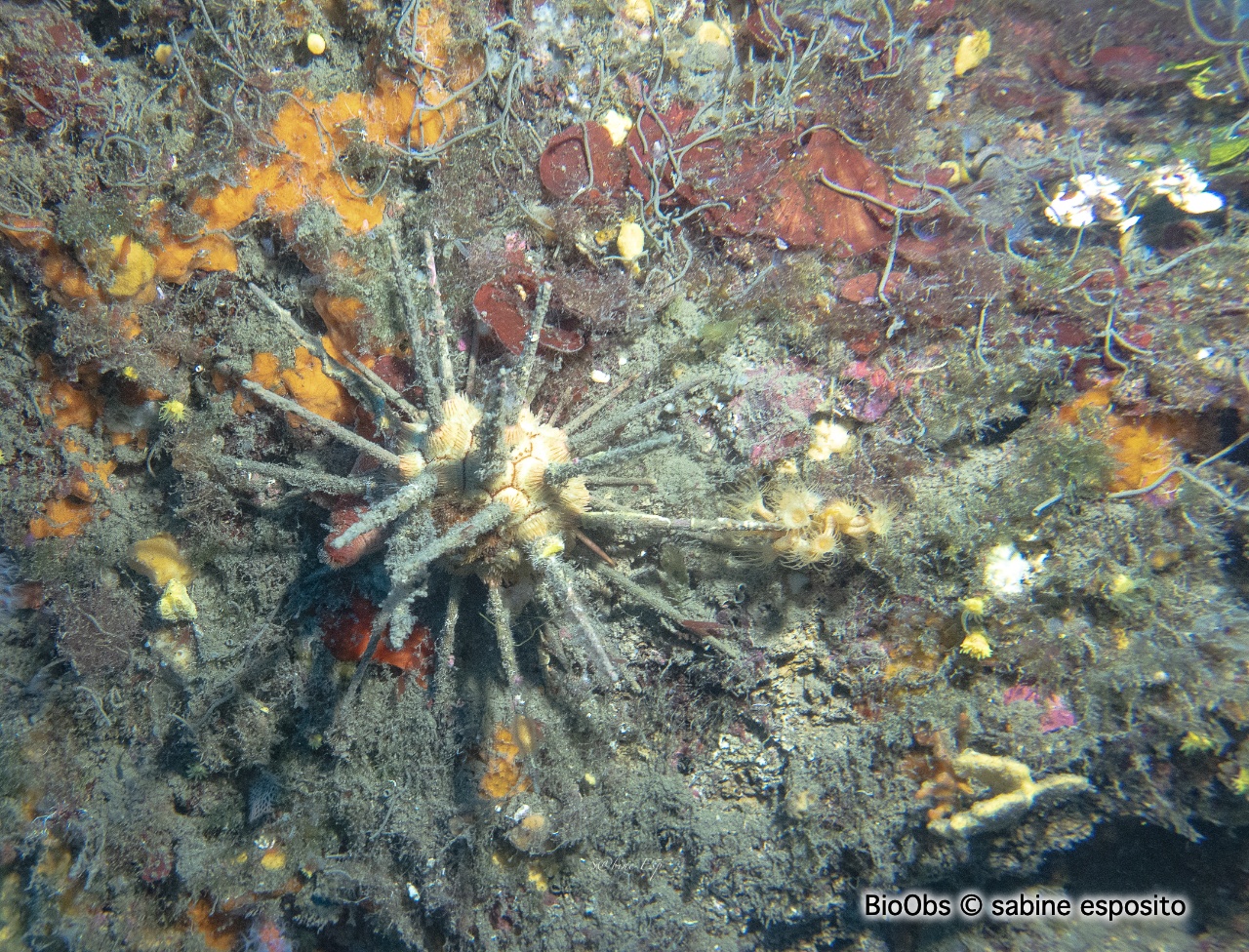 Oursin lance gris - Cidaris cidaris - sabine esposito - BioObs