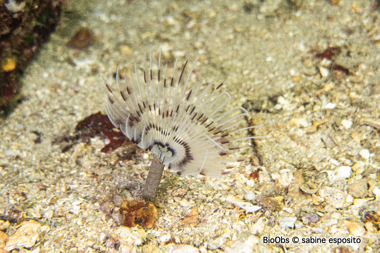 Sabelle - Sabella pavonina - sabine esposito - BioObs