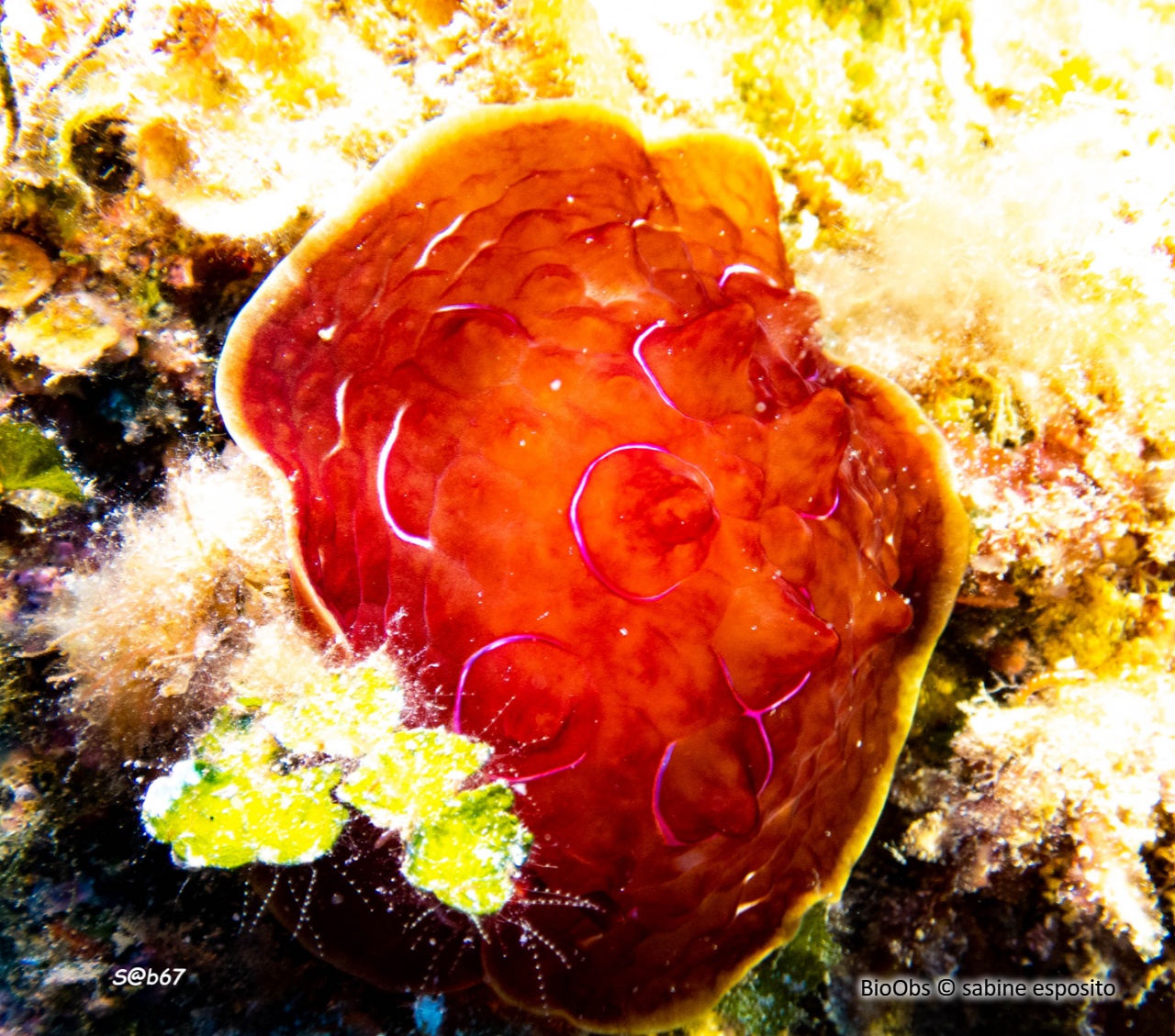 Pleurobranche tortue - Pleurobranchus testudinarius - sabine esposito - BioObs