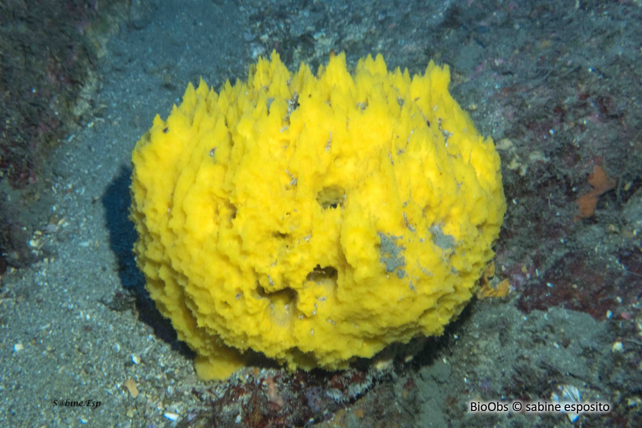 Axinyssa digitée - Axinyssa digitata - sabine esposito - BioObs