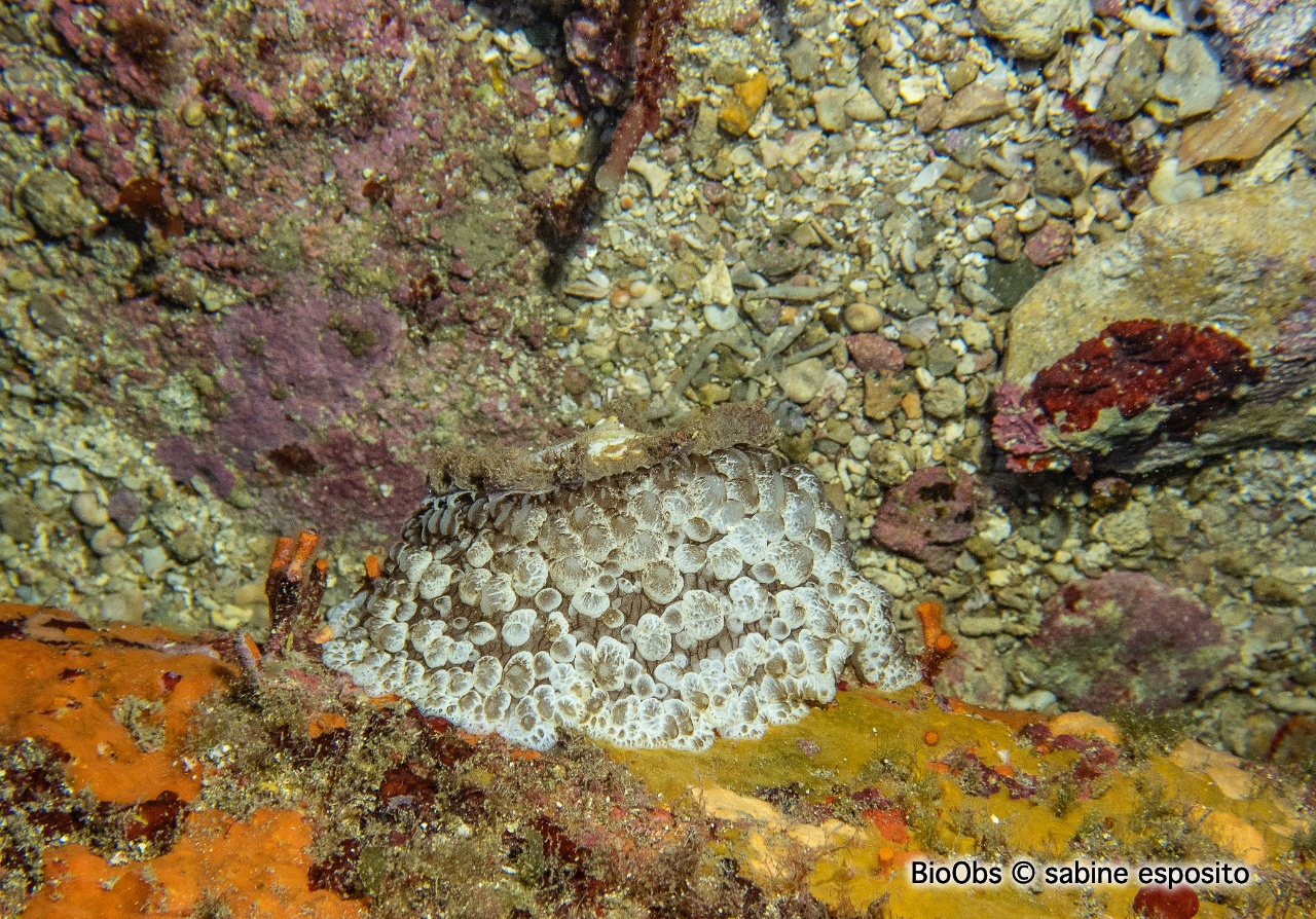 Ombrelle - Umbraculum umbraculum - sabine esposito - BioObs