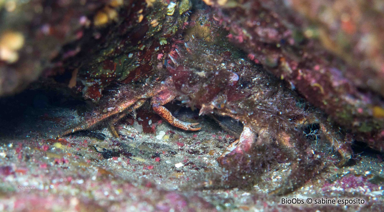 Araignée de mer hérissée - Neomaja goltziana - sabine esposito - BioObs