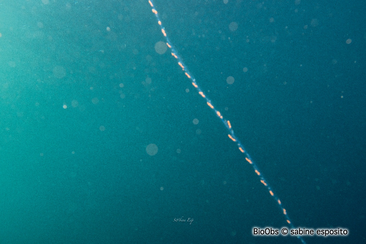 Salpe démocratique - Thalia democratica - sabine esposito - BioObs