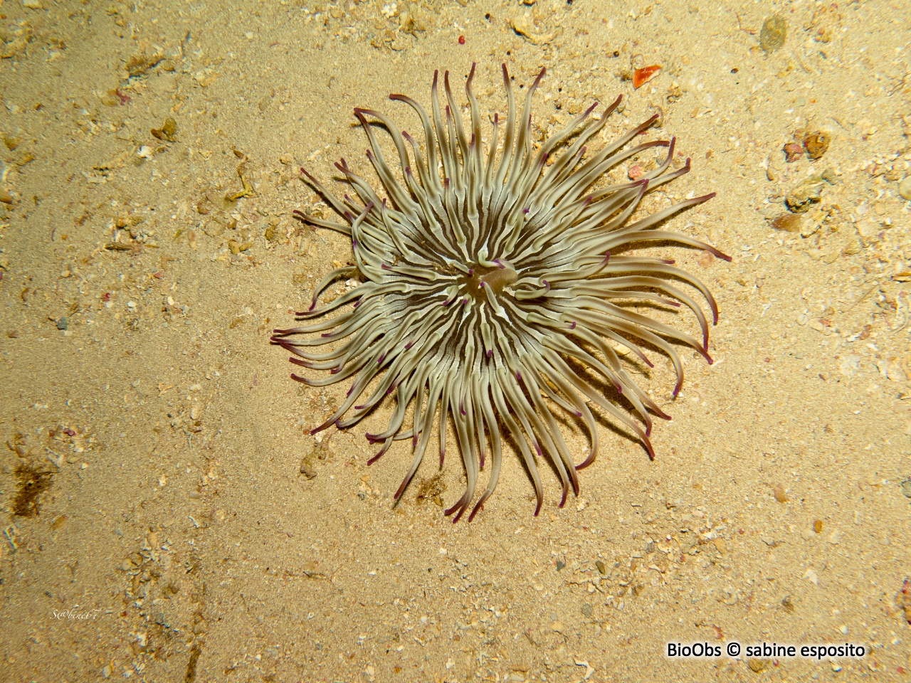 Anémone soleil - Condylactis aurantiaca - sabine esposito - BioObs