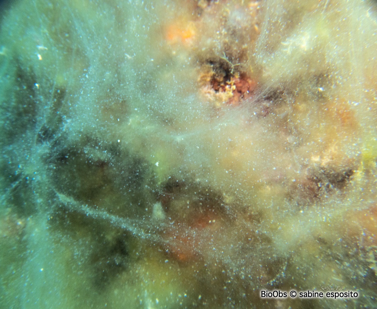 Algues brunes filamenteuses - Acinetospora crinita - sabine esposito - BioObs