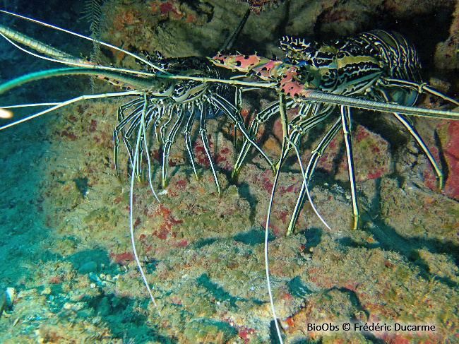 Langouste peinte - Panulirus versicolor - Frédéric Ducarme - BioObs